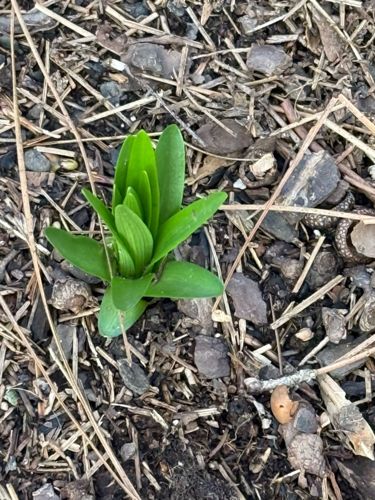 Grape Hyacinth