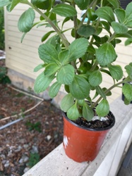 Cuban Oregano