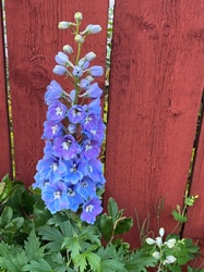 Delphinium (often commonly called Larkspur, though Larkspur can also refer to annual Delphinium species)