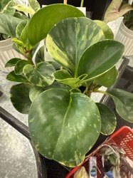 Variegated American Baby Rubber Plant