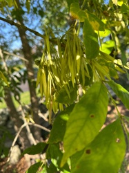 Ash Tree
