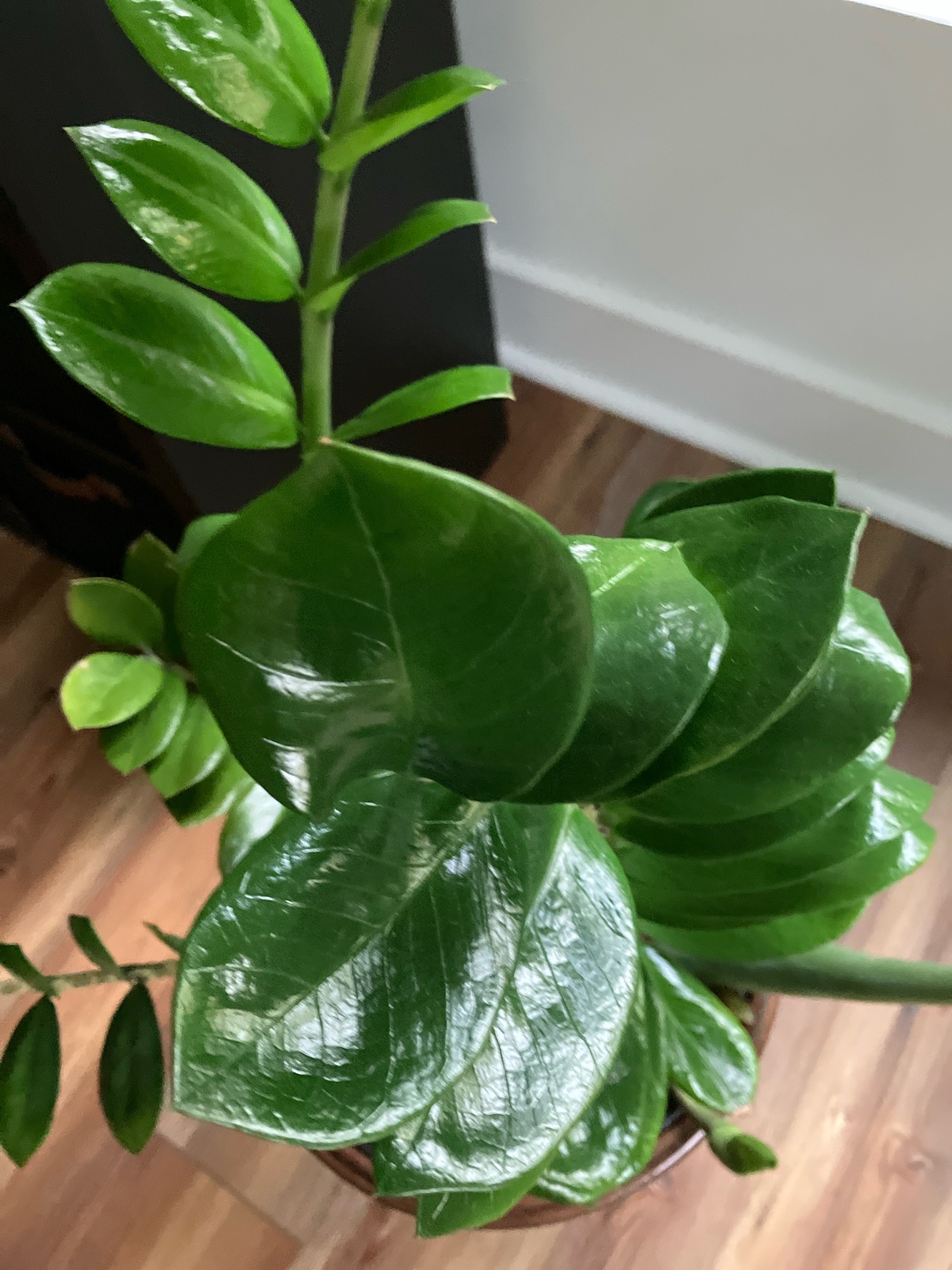 ZZ Plant