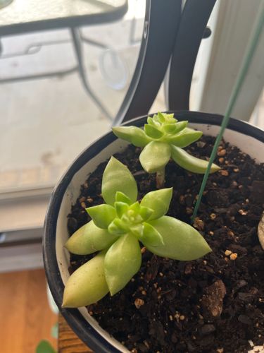 Graptosedum (likely 'California Sunset' or similar)