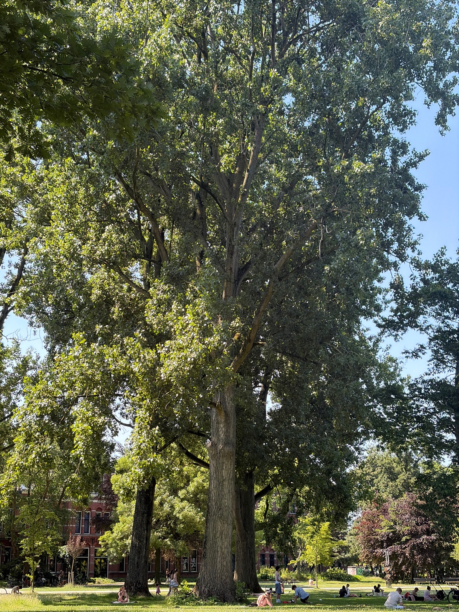 Eastern Cottonwood