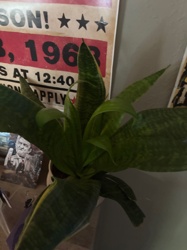 Bird's Nest Snake Plant
