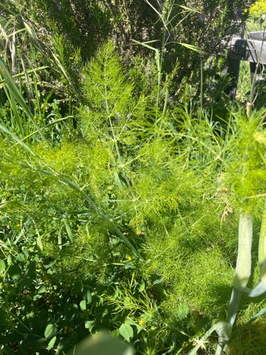 Fennel