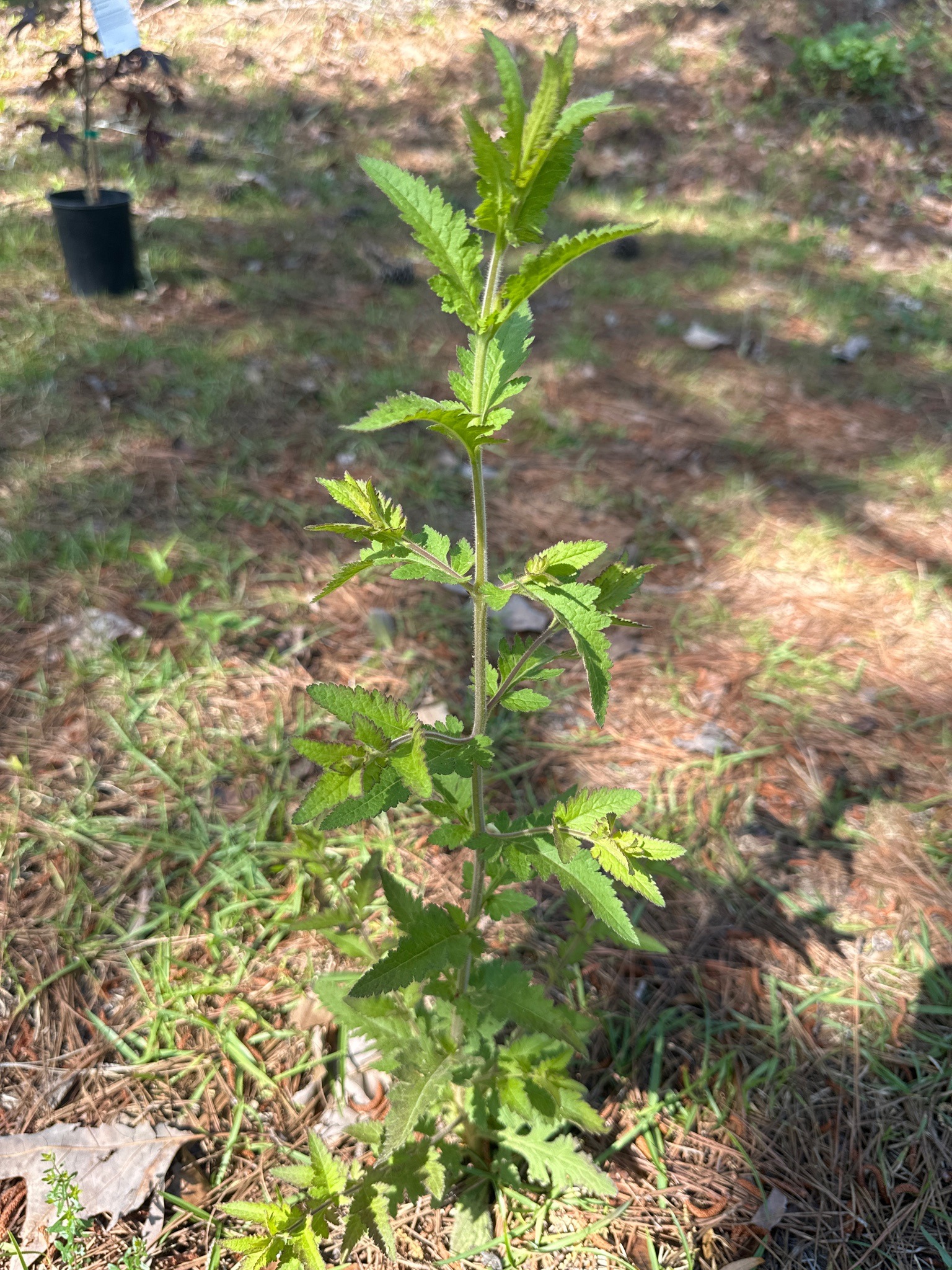 Rose Verbena