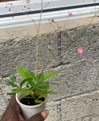 Fameflower
