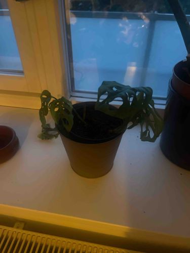 Monstera Adansonii