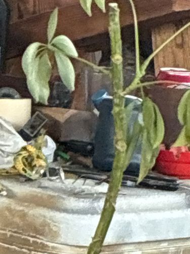 Umbrella Tree