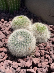 Thimble Cactus