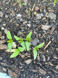 Chilli Pepper / Bell Pepper (Seedlings)