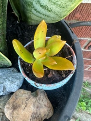Given the appearance, it is likely a type of succulent, possibly from the genus Sedum (e.g., Sedum adolphi 'Golden Glow'), Graptosedum, or Pachyphytum, but it's hard to be certain without more specific features. The yellowish hue could be its natural coloration or a sign of stress.
