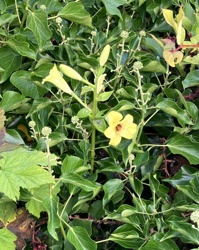 English Ivy (and an unidentified yellow flowering plant)