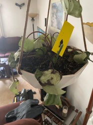 Ripple Peperomia