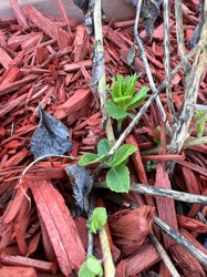 Sedum