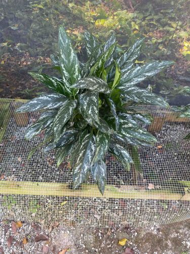 Chinese Evergreen