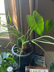 Elephant Ear (Alocasia)