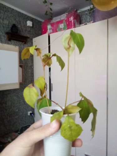 Grape Ivy
