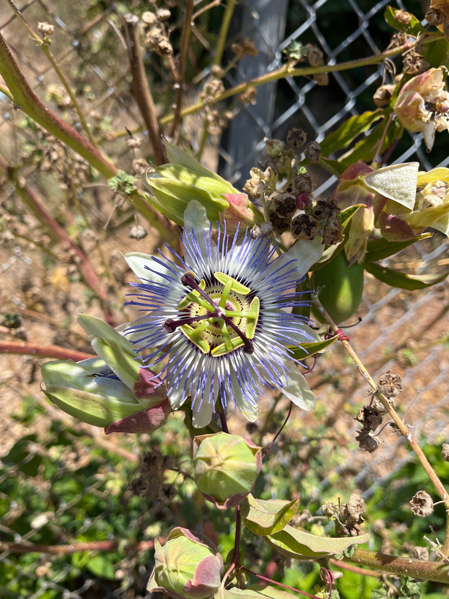 Blue Passionflower