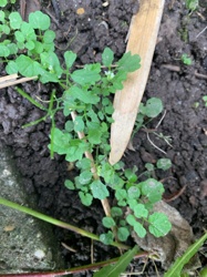 Chickweed or Common Chickweed
