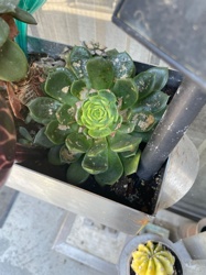 Echeveria 'Topsy Turvy' (or similar Echeveria hybrid/species)
