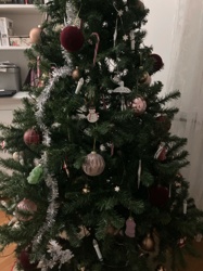 Christmas Tree (Artificial or various conifer species)