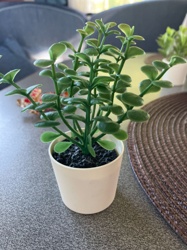 Artificial Plant (possibly Faux Peperomia or similar succulent)