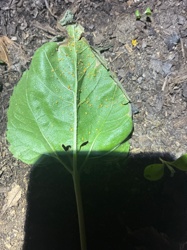 Greater Burdock