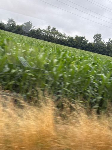Maize (Corn)