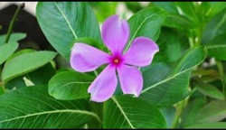 Madagascar Periwinkle