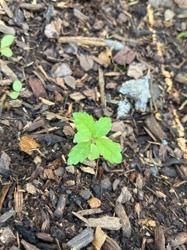 Unknown seedling