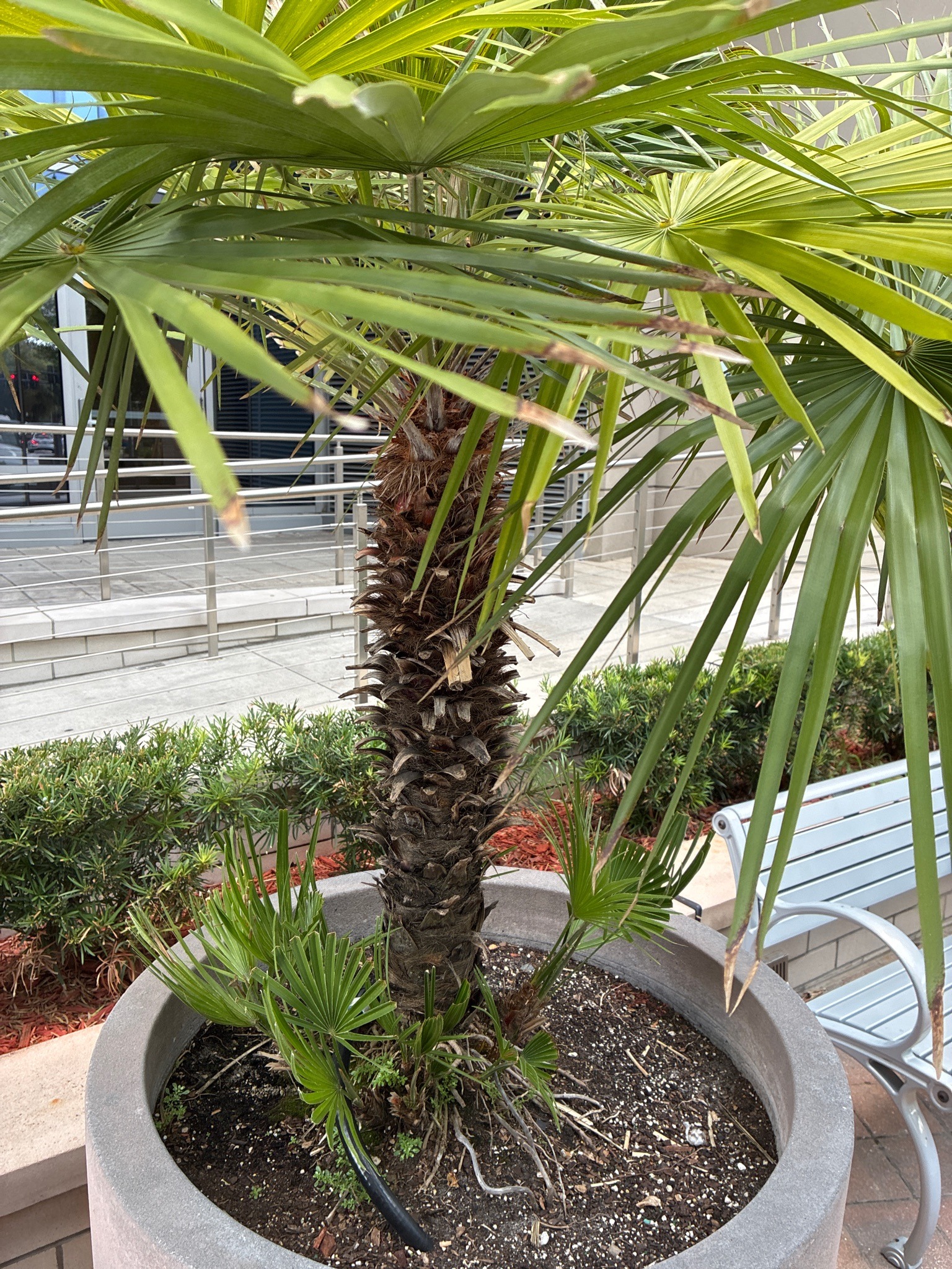 Windmill Palm