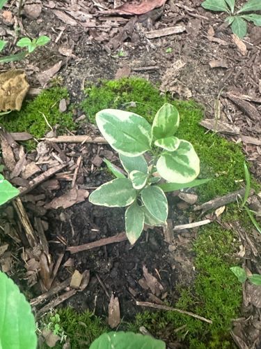 Variegated Groundcover (possibly Vinca cultivar)