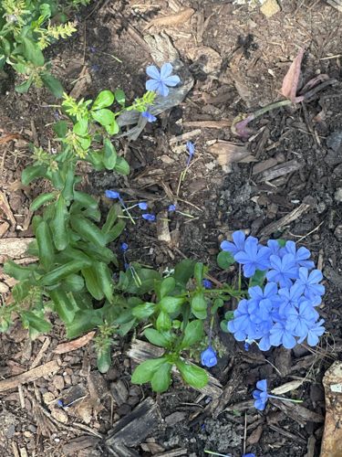 Blue Plumbago