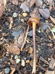 Unidentified "Little Brown Mushroom" (LBM)