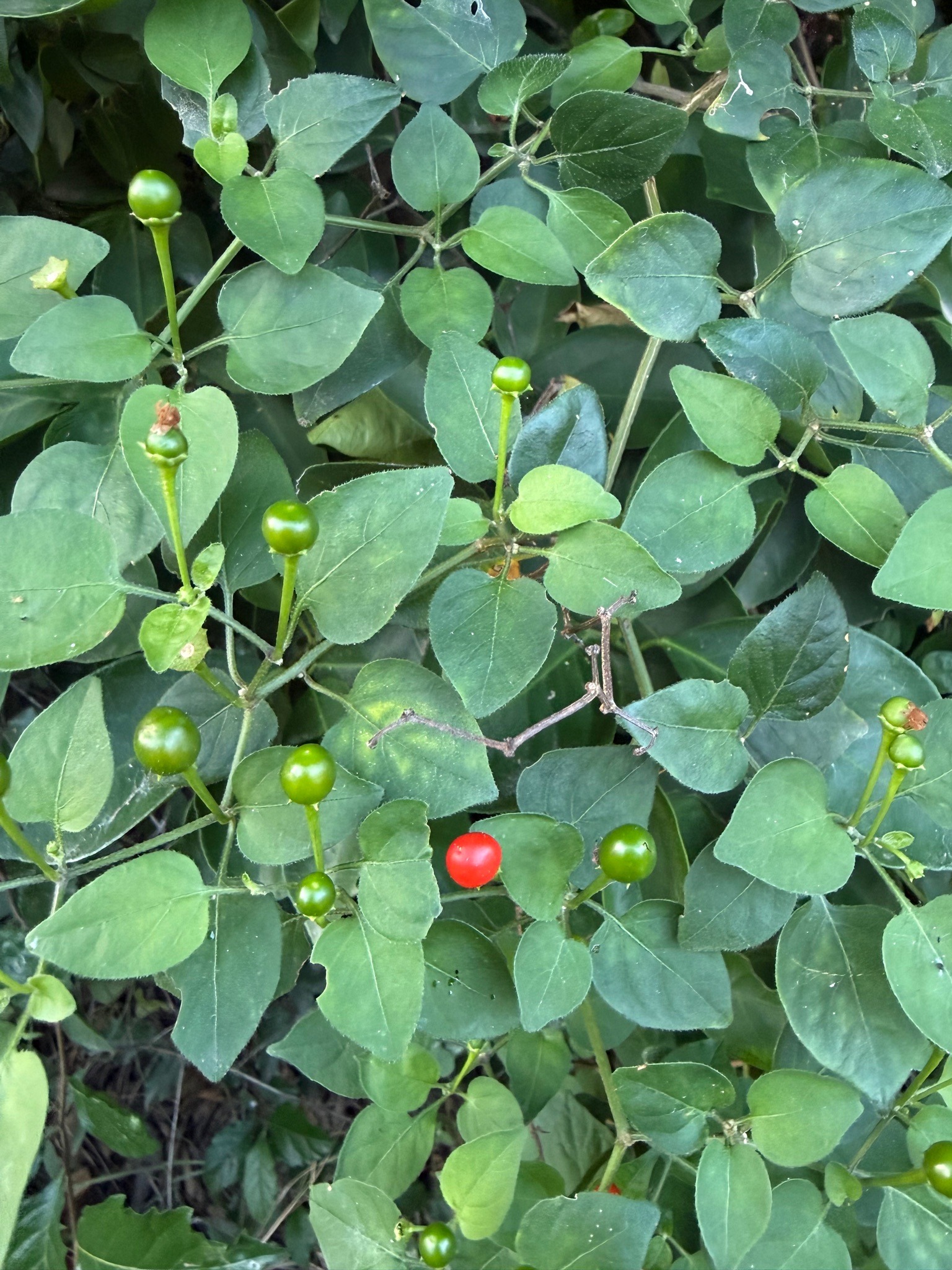 Chiltepin (Wild Chile)