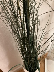 There is not enough information to identify the plant, because the image provided contains a plant which appears to be artificial, an ornamental arrangement of long, slender green leaves, mimicking a type of grass or reed, and some bamboo-like stalks. Therefore, I cannot provide accurate information regarding its plant family, native region, or medicinal value.