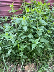 Lemon Balm