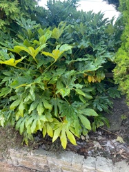 Fatsia