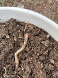 Not a plant; this is an Earthworm (likely Lumbricus terrestris)