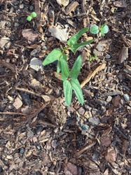 Arrowhead Vine, or Syngonium