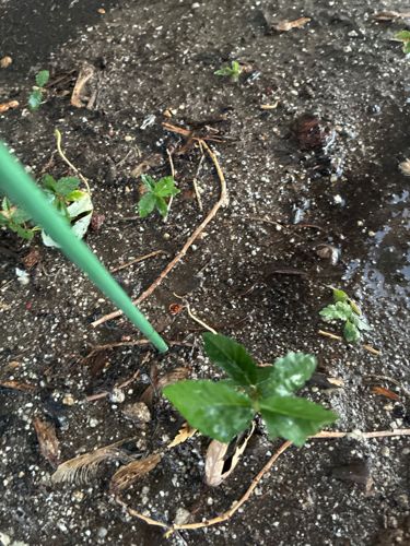 Unidentifiable Seedling