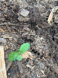 Unknown Seedling