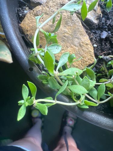 Purslane