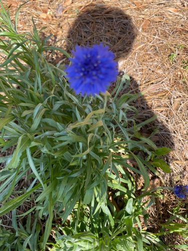 Cornflower