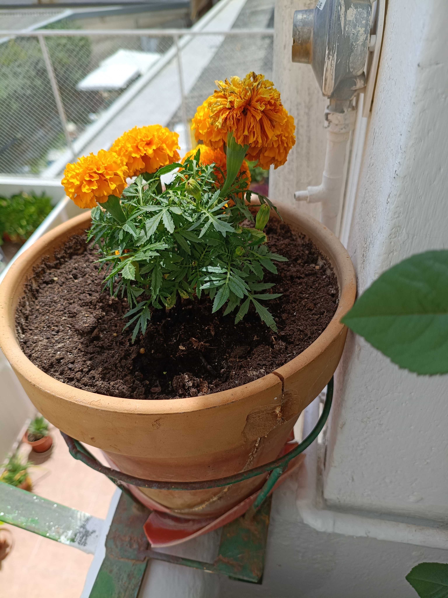 African Marigold (also known as Mexican Marigold)