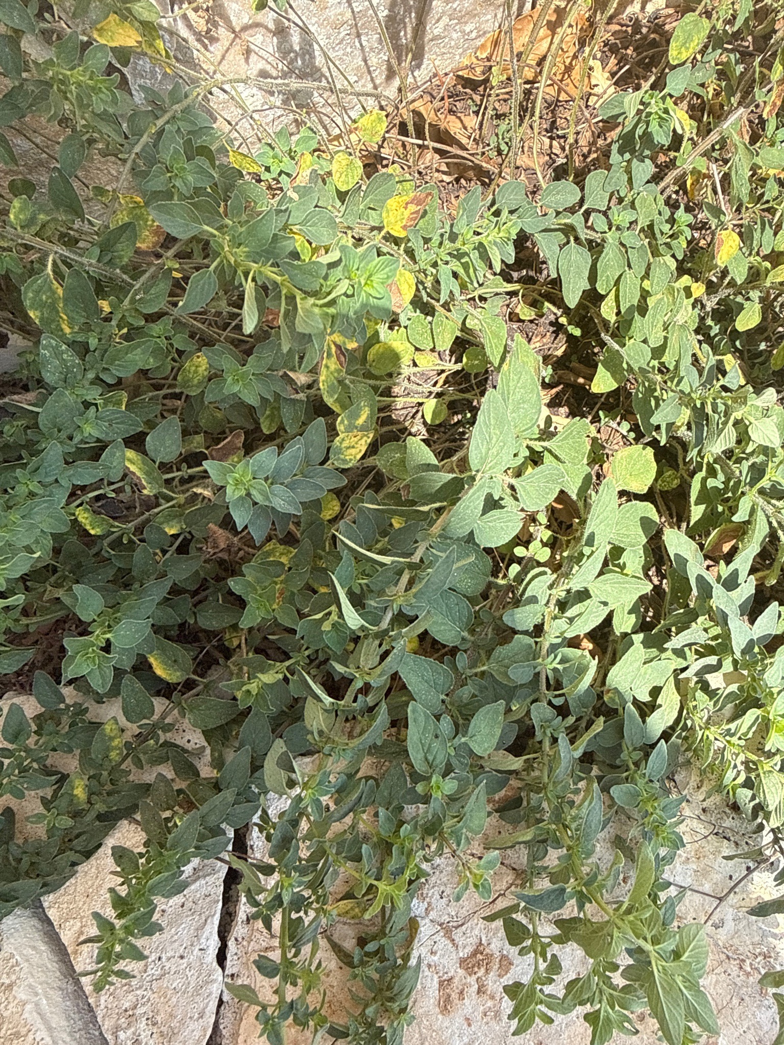 Oregano