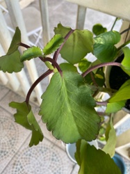 Mother of Thousands / Mother of Millions (likely Kalanchoe daigremontiana or a hybrid)