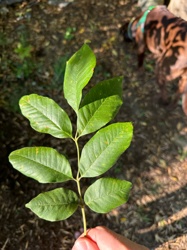Black Walnut